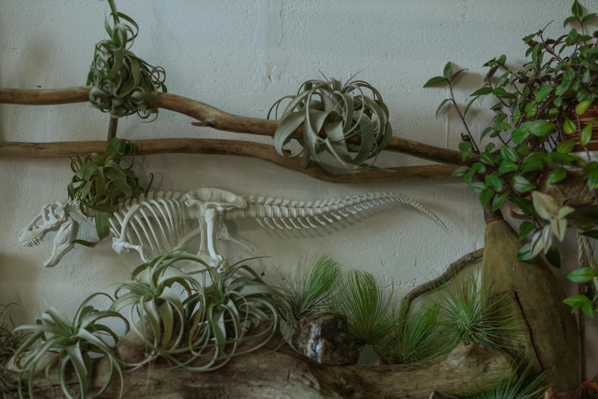 Air Plants